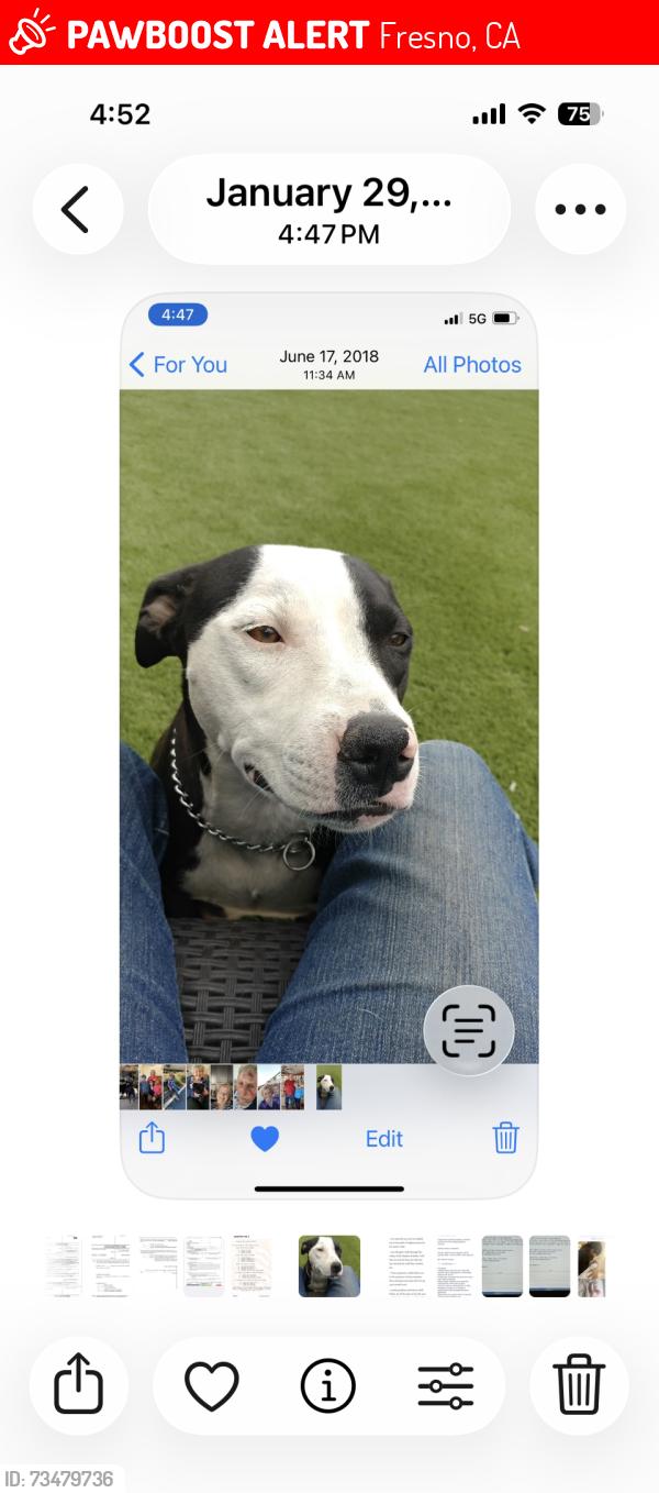 Lost Female Dog last seen Minnewawa, Fresno, CA 93727