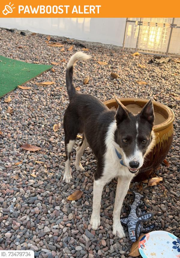 Found/Stray Male Dog last seen Near las colinas Rancho Santa Fe, San Diego, Rancho Santa Fe, CA 92067