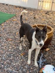 Found/Stray Male Dog last seen Near las colinas Rancho Santa Fe, San Diego, Rancho Santa Fe, CA 92067