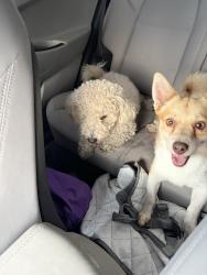 Found/Stray Male Dog last seen Right Off Exit 5, Homestead, FL 33030