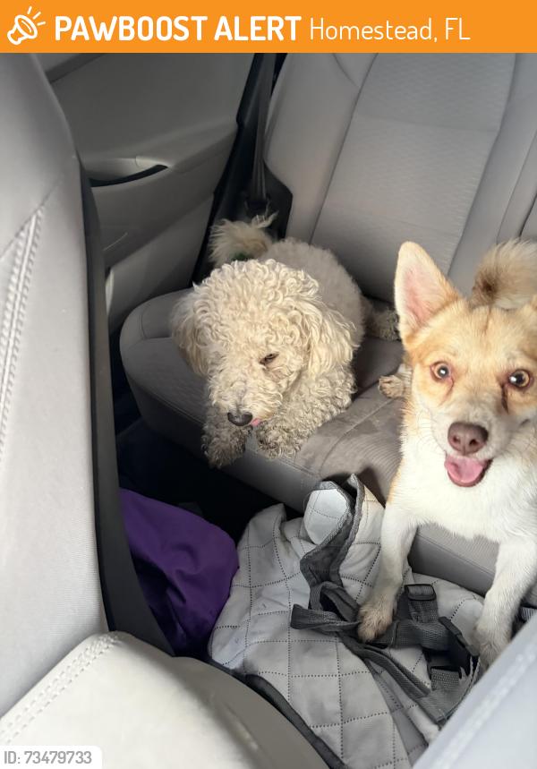 Found/Stray Male Dog last seen Right Off Exit 5, Homestead, FL 33030
