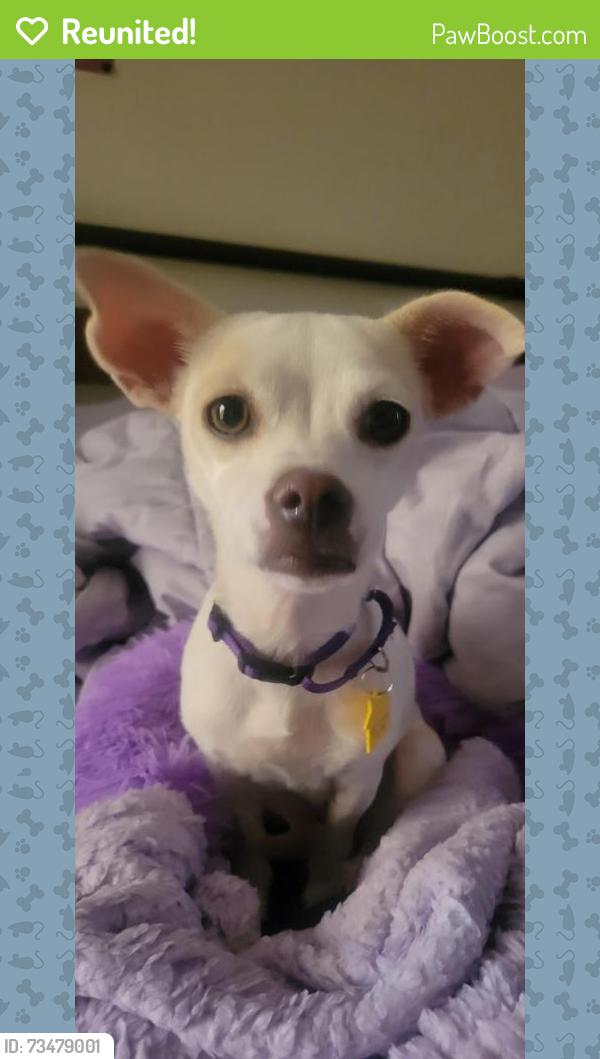 Reunited Female Dog last seen Val Vista and Southern, Mesa, AZ 85204