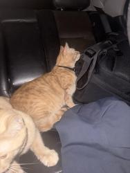 Reunited Male Cat last seen Prospect street by old school, Lodi, OH 44254