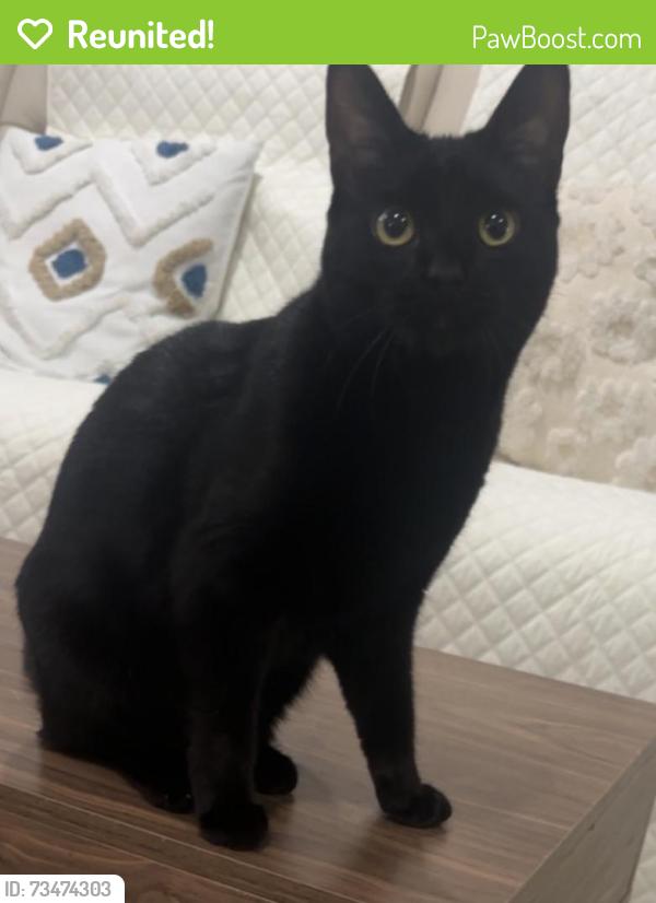 Reunited Female Cat last seen Quarry Drive, Stokes ct, Fayetteville, NC 28303