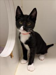 Shelter Stray Female Cat last seen DUNN RD, 16 Barnes Ct, Hayward, CA 94544, USA