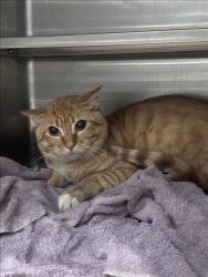 Shelter Stray Male Cat last seen , West Valley Animal Shelter, 20655 Plummer St, Chatsworth, CA 91311, USA