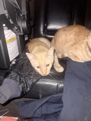 Reunited Male Cat last seen Prospect street by old school, Lodi, OH 44254
