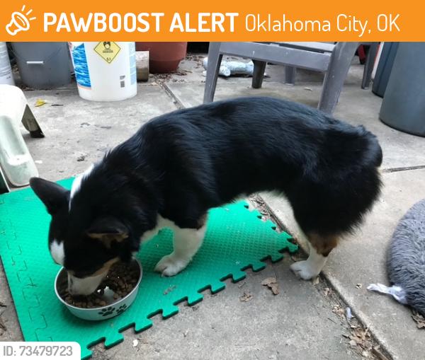 Found/Stray Male Dog last seen Rollingwood Neighborhood (73122), Oklahoma City, OK 73122