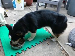 Found/Stray Male Dog last seen Rollingwood Neighborhood (73122), Oklahoma City, OK 73122
