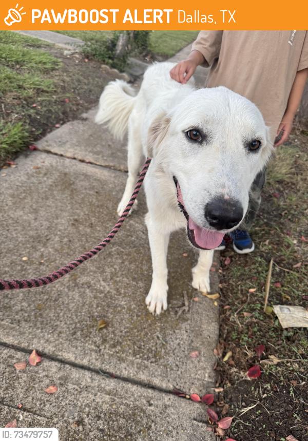 Found/Stray Female Dog last seen Purple Sage Rd & Willow Bend, Dallas, TX 75240