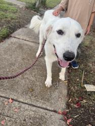 Found/Stray Female Dog last seen Purple Sage Rd & Willow Bend, Dallas, TX 75240