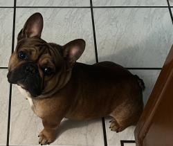 Reunited Male Dog last seen Intersection at Belvedere RD Drexel RD near Fast Stop In Go, West Palm Beach, FL 33413
