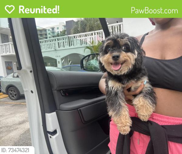 Reunited Male Dog last seen Mcnicol middle, Hollywood, FL 33020