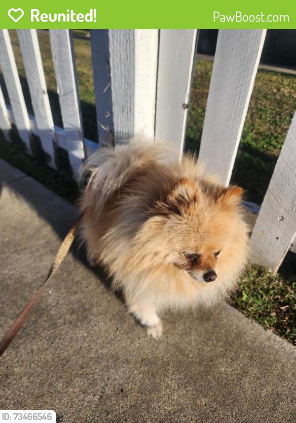Reunited Male Dog last seen Downey, CA, USA, Downey, CA 90241