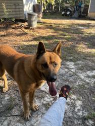 Found/Stray Male Dog last seen Hyman road before Calmount, Swansea, SC 29160
