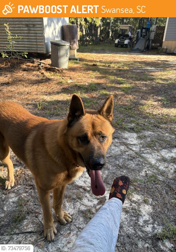 Found/Stray Male Dog last seen Hyman road before Calmount, Swansea, SC 29160