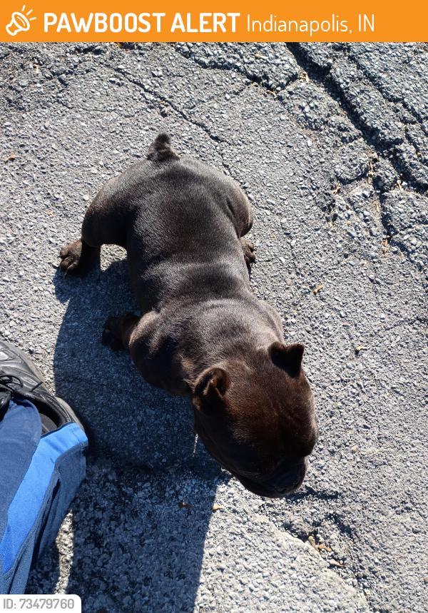 Found/Stray Unknown Dog last seen Near shadeland ave, Indianapolis, IN 46226
