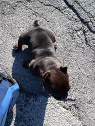 Found/Stray Unknown Dog last seen Near shadeland ave, Indianapolis, IN 46226