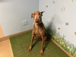 Shelter Stray Male Dog last seen , 38550 Sierra Hwy, Palmdale, CA 93550, USA