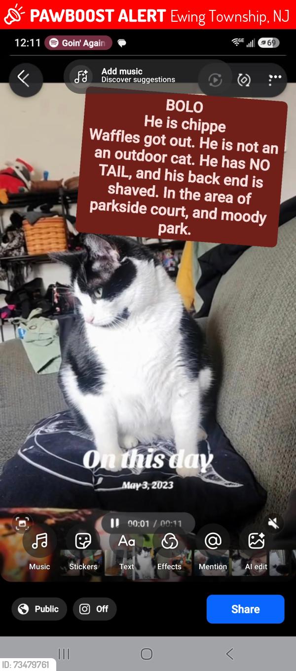 Lost Male Cat last seen Moody park shoprite parkside court, Ewing Township, NJ 08638