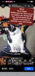 Lost Male Cat last seen Moody park shoprite parkside court, Ewing Township, NJ 08638