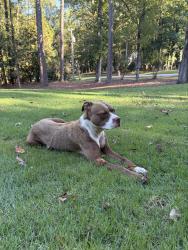Found/Stray Female Dog last seen The Connection Church Jonesboro, Corinth Rd, GA 30238