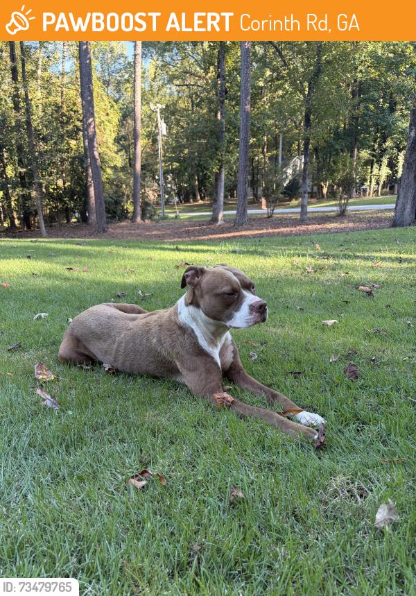 Found/Stray Female Dog last seen The Connection Church Jonesboro, Corinth Rd, GA 30238