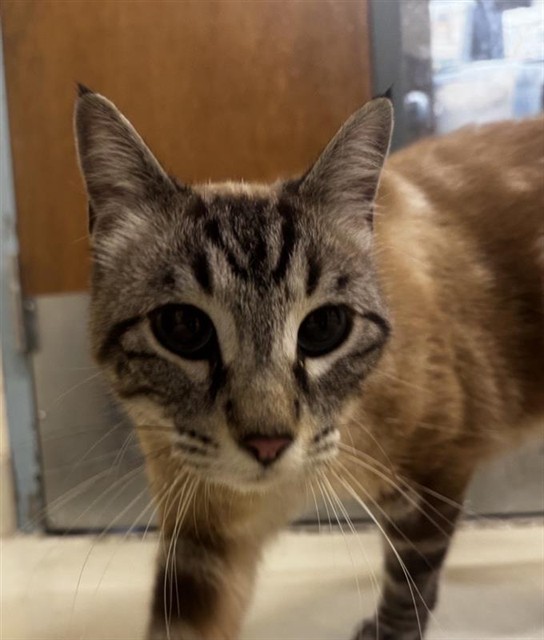 Shelter Stray Female Cat last seen ARDENWOOD PLAZA PASEO PADRE/DEEP CREEK, 1950 Stevenson Blvd, Fremont, CA 94538, USA