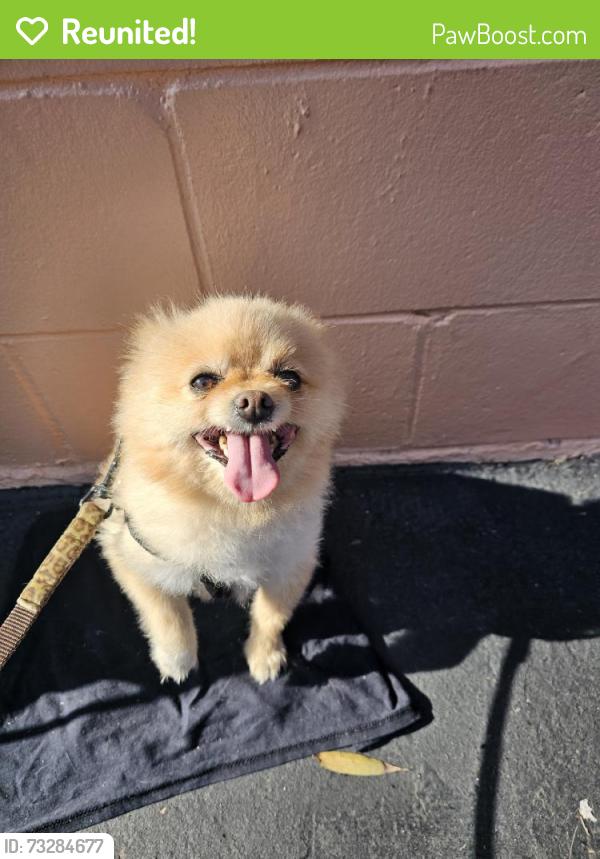 Reunited Male Dog last seen Cheyenne Ave, Downey, CA 90242, USA, Downey, CA 90242