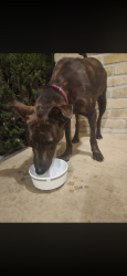 Found/Stray Female Dog last seen Thousand Oaks and Henderson pass, San Antonio, TX 78232