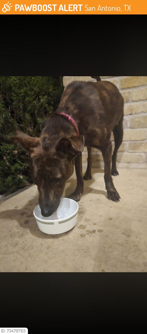 Found/Stray Female Dog last seen Thousand Oaks and Henderson pass, San Antonio, TX 78232