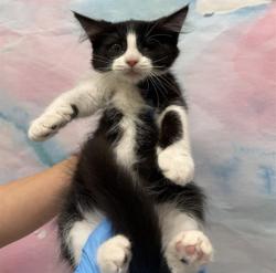 Shelter Stray Female Cat last seen WEST STOCKTON BLVD / MICHENER DR, 9150 Union Park Way, Elk Grove, CA 95624, USA