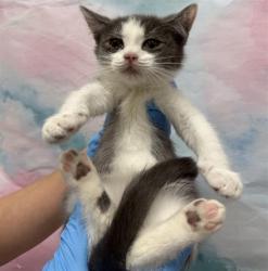 Shelter Stray Female Cat last seen WEST STOCKTON BLVD / MICHENER DR, 9150 Union Park Way, Elk Grove, CA 95624, USA