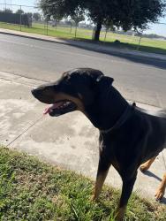 Found/Stray Male Dog last seen Linwood and walnut, Visalia, CA 93277