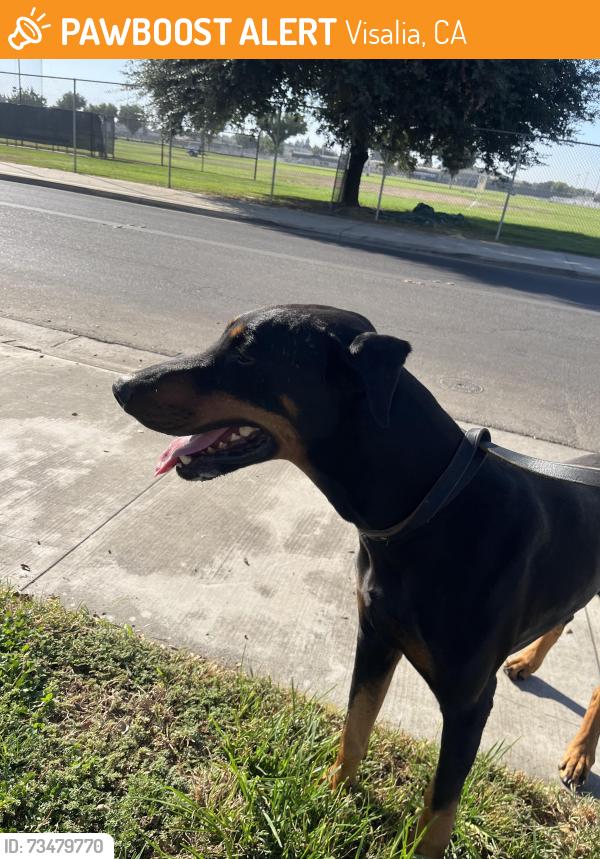Found/Stray Male Dog last seen Linwood and walnut, Visalia, CA 93277