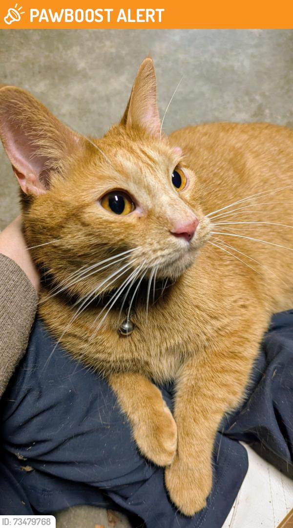 Found/Stray Male Cat last seen Renew apmts Valley Park, Queeny Township, MO 63021