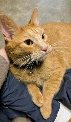 Found/Stray Male Cat last seen Renew apmts Valley Park, Queeny Township, MO 63021