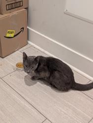 Found/Stray Unknown Cat last seen 25th and w Thompson, Philadelphia, PA 19121