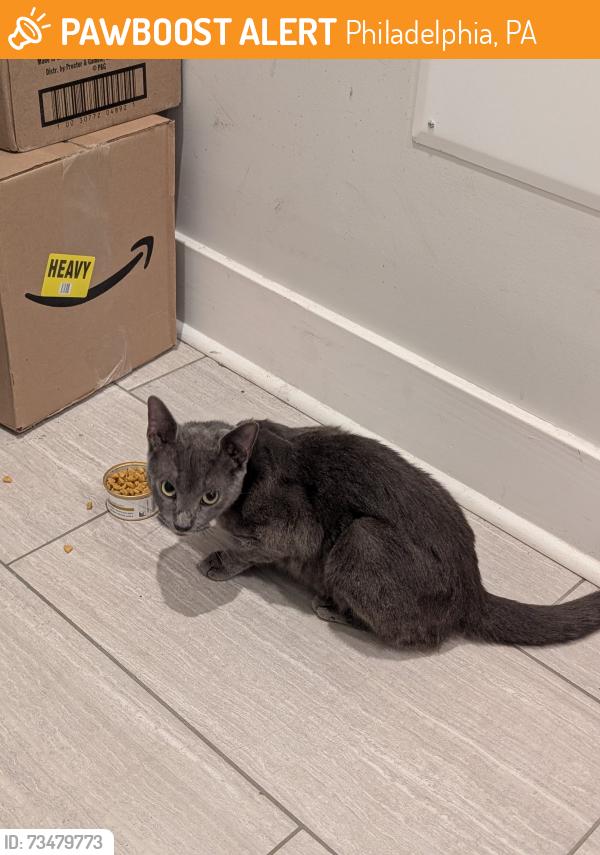 Found/Stray Unknown Cat last seen 25th and w Thompson, Philadelphia, PA 19121