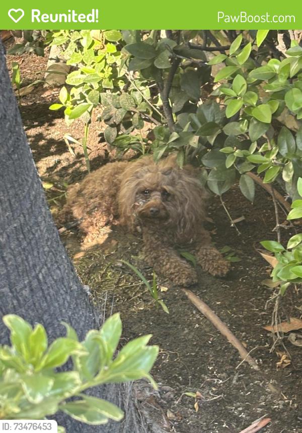 Reunited Female Dog last seen Near E 4th st Ontario ca, Ontario, CA 91764