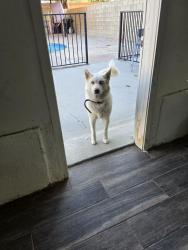 Reunited Female Dog last seen Near s st R12, Palmdale, CA 93552