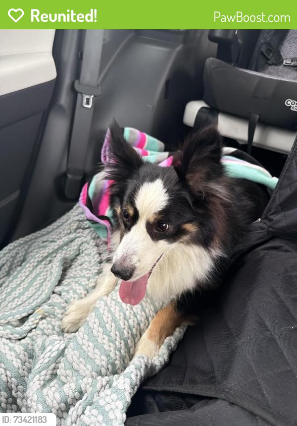 Reunited Male Dog last seen Breckenridge St Ennis Tx, Ennis, TX 75119