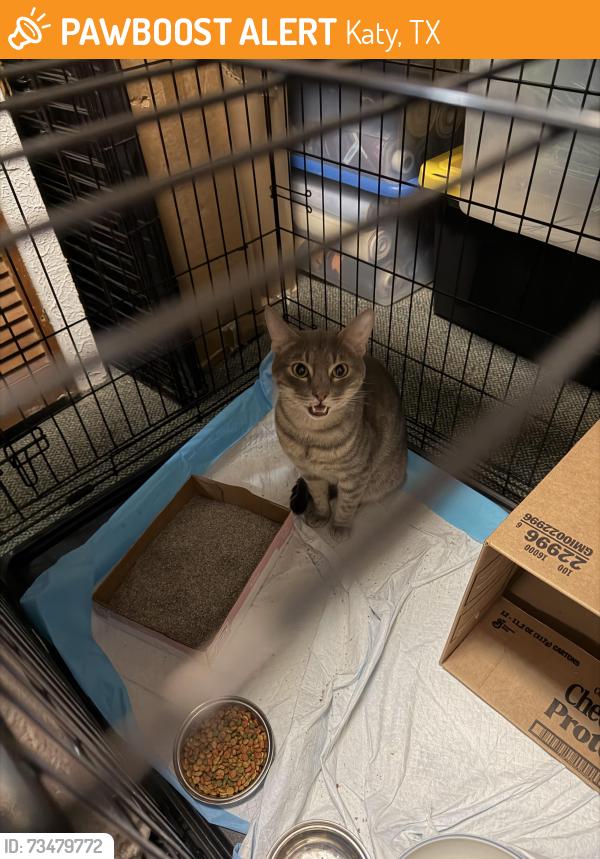 Found/Stray Male Cat last seen Near Franz Rd Katy, TX 77449 United States, Katy, TX 77449