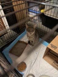 Found/Stray Male Cat last seen Near Franz Rd Katy, TX 77449 United States, Katy, TX 77449