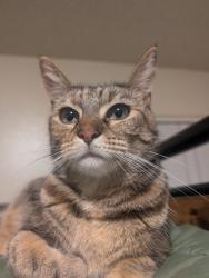 Reunited Female Cat last seen Villages apmts, Merced, CA 95348