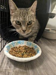 Found/Stray Female Cat last seen North Dunleith Ave and 14th street, Winston-Salem, NC 27101