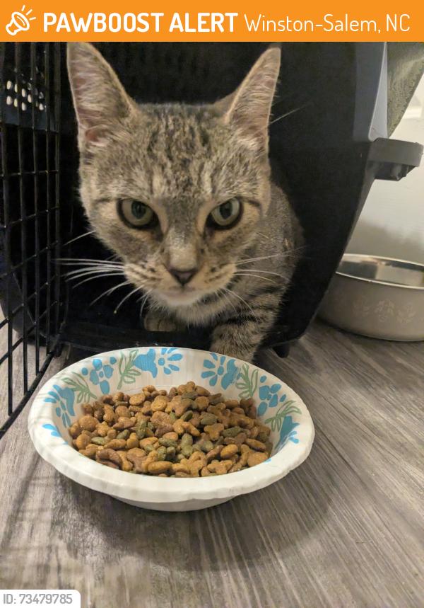 Found/Stray Female Cat last seen North Dunleith Ave and 14th street, Winston-Salem, NC 27101