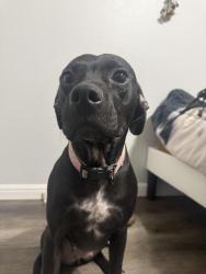 Reunited Female Dog last seen Black warrior Creek. Main Street. Weatherford College., Weatherford, TX 76086