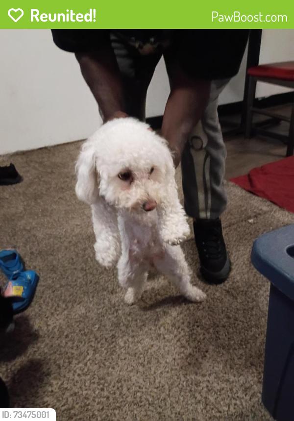 Reunited Female Dog last seen West prep middle school lake mead and tonopah, Las Vegas, NV 89032