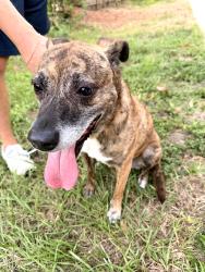 Reunited Female Dog last seen Nicholson Trail at 15th Street, Houston, TX 77008